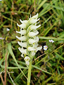 Irish ladies tresses
