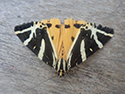 Jersey Tiger