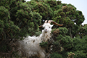 Kashmir goats