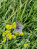 Large Blue