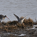 Long Billed Dowitcher