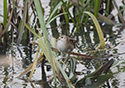 Little Crake