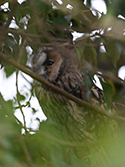 Long Eared Owl
