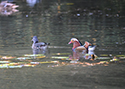 Mandarin
