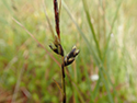 Mountain bog sedge