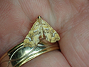 Musotima nitidalis