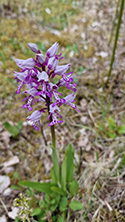Military Orchid