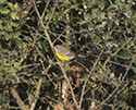 Magnolia Warbler