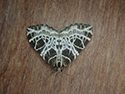 Netted Carpet