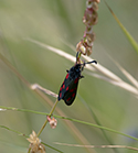 New Forest Burnet