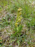 Nordic Moonwort