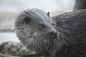 Otter