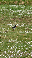 Oystercatcher