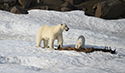Polar bear