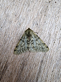 Pale Brindled Beauty