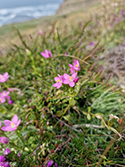 Perennial Centaury