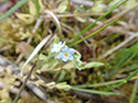 Pale Forget Me Not