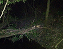 Polecat