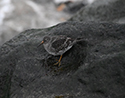 Purple Sandpiper