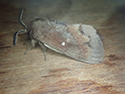 Pine Tree Lappet