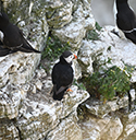 Puffin