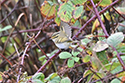 Pallas's Warbler