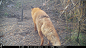 Red Fox