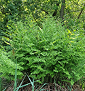 Royal Fern
