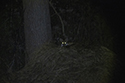 Red Fox