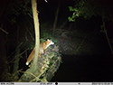 Red Fox