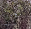 Red Headed Bunting