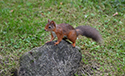 Red Squirrel