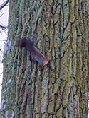 Red Squirrel