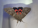 Red Underwing