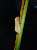Rush Wainscot