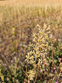 Spanish Catchfly