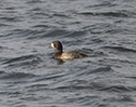 Scaup