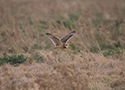 Short Eared Owl