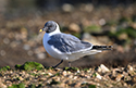 Sabine's Gull