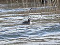 Slavonian Grebe