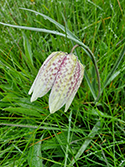 Snake's head fritillary