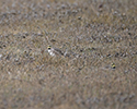 Shore Lark