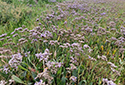 Sea Lavender