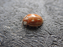 Striped Ladybird