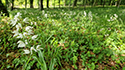 Sword Leaved Helleborine