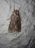 Sprawler