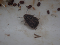 Sand Runner Shieldbug