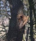 Tawny Owl