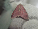 Tawny Wave