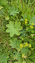 Velvet Lady's Mantle